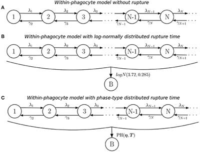 A Novel Stochastic Multi-Scale Model of Francisella tularensis Infection to Predict Risk of Infection in a Laboratory